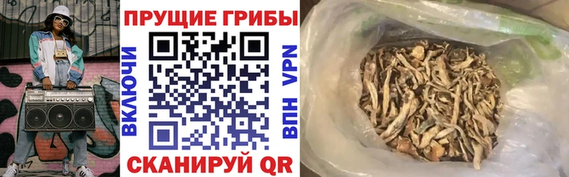 Купить  Мураши  Псилоцибиновые грибы Psilocybine cubensis 