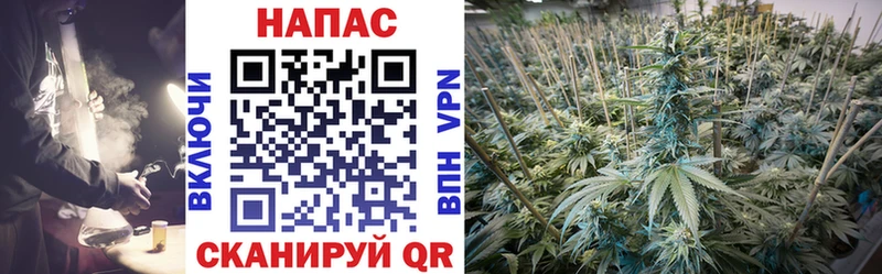 Купить  Мураши  Конопля сатива 
